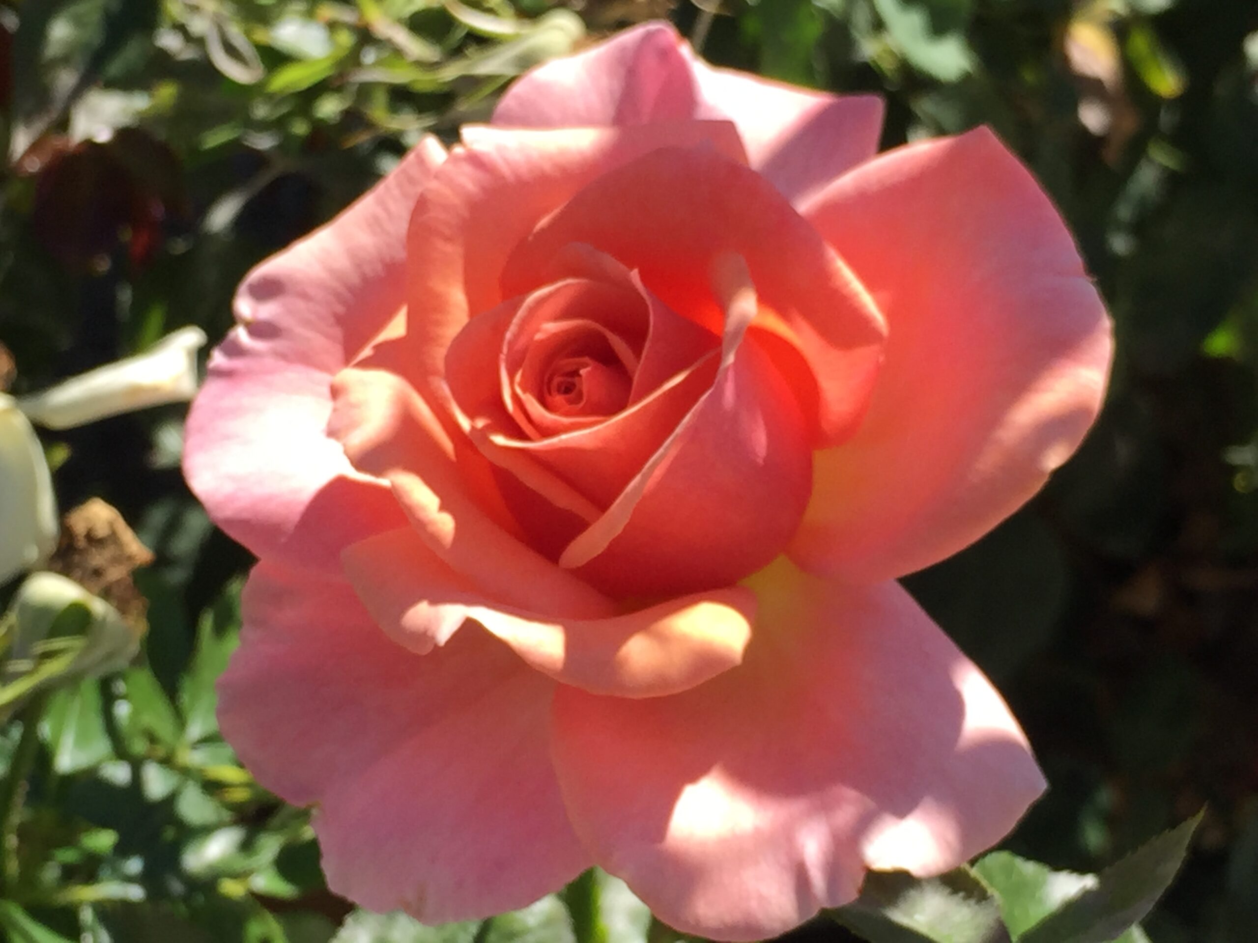 A pink rose with yellow center in the sun.